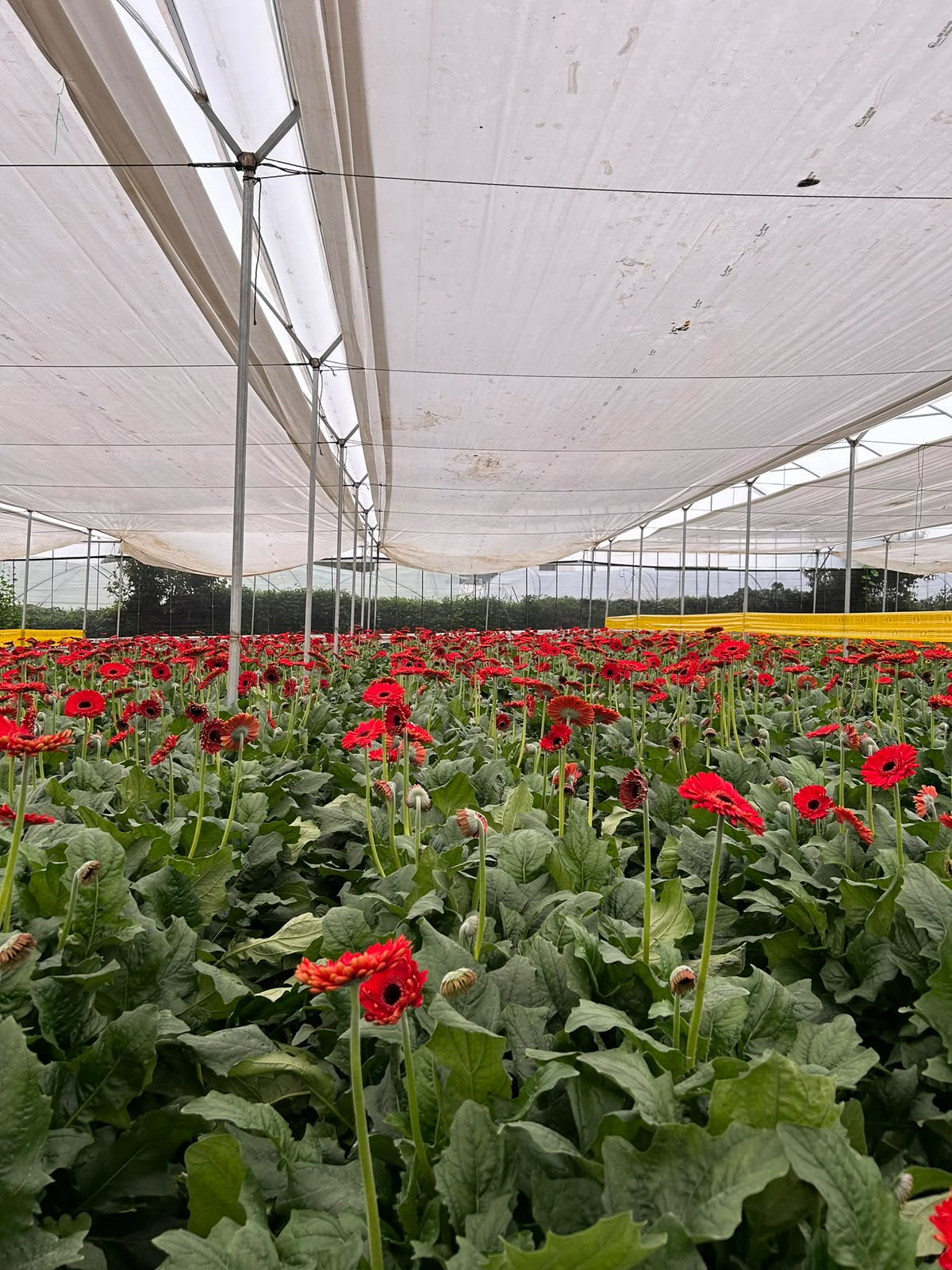 Cultivo de flores en Villa Guerrero