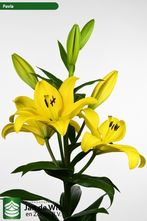 Amarillo (Pavia) · Lilis