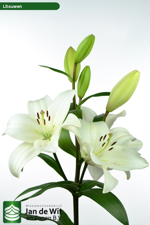 Blanco (Litowen) · Lilis