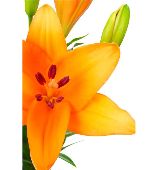 Naranja · Lilis