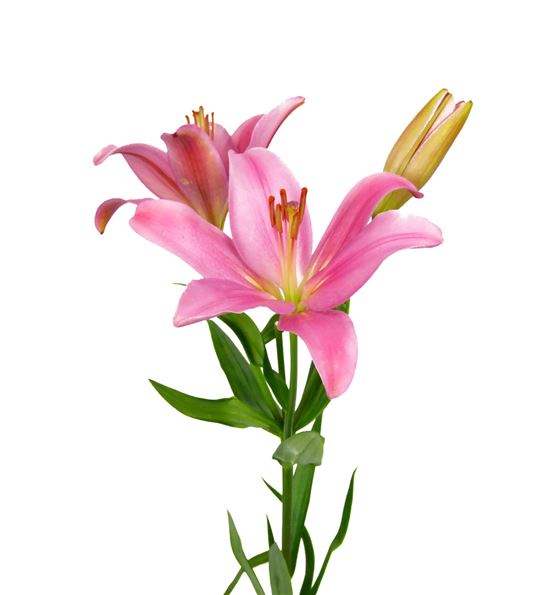 Rosa (Indian) · Lilis