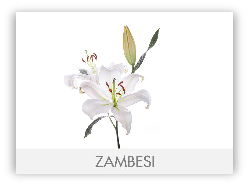 Zambesil · Oriental