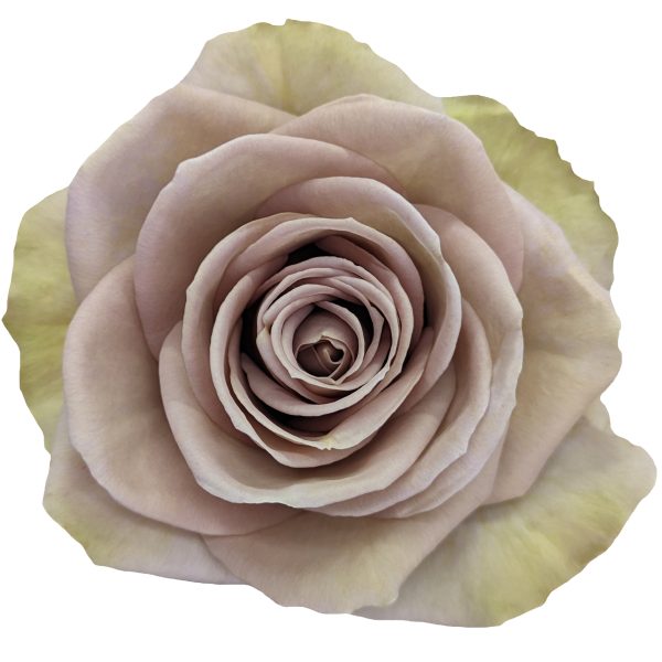 Amnecia · Rosas