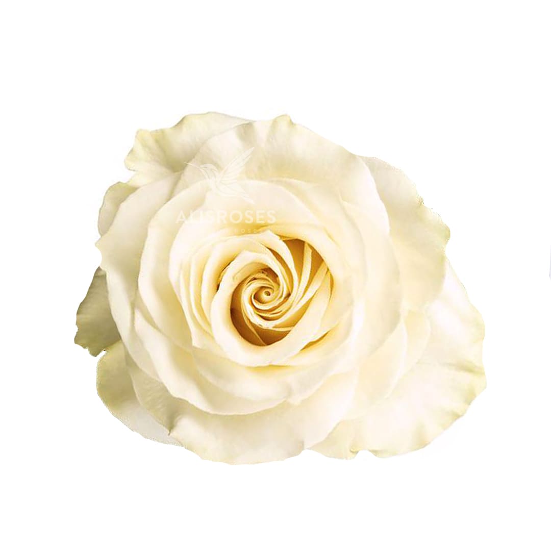Blanca Mondial · Rosas