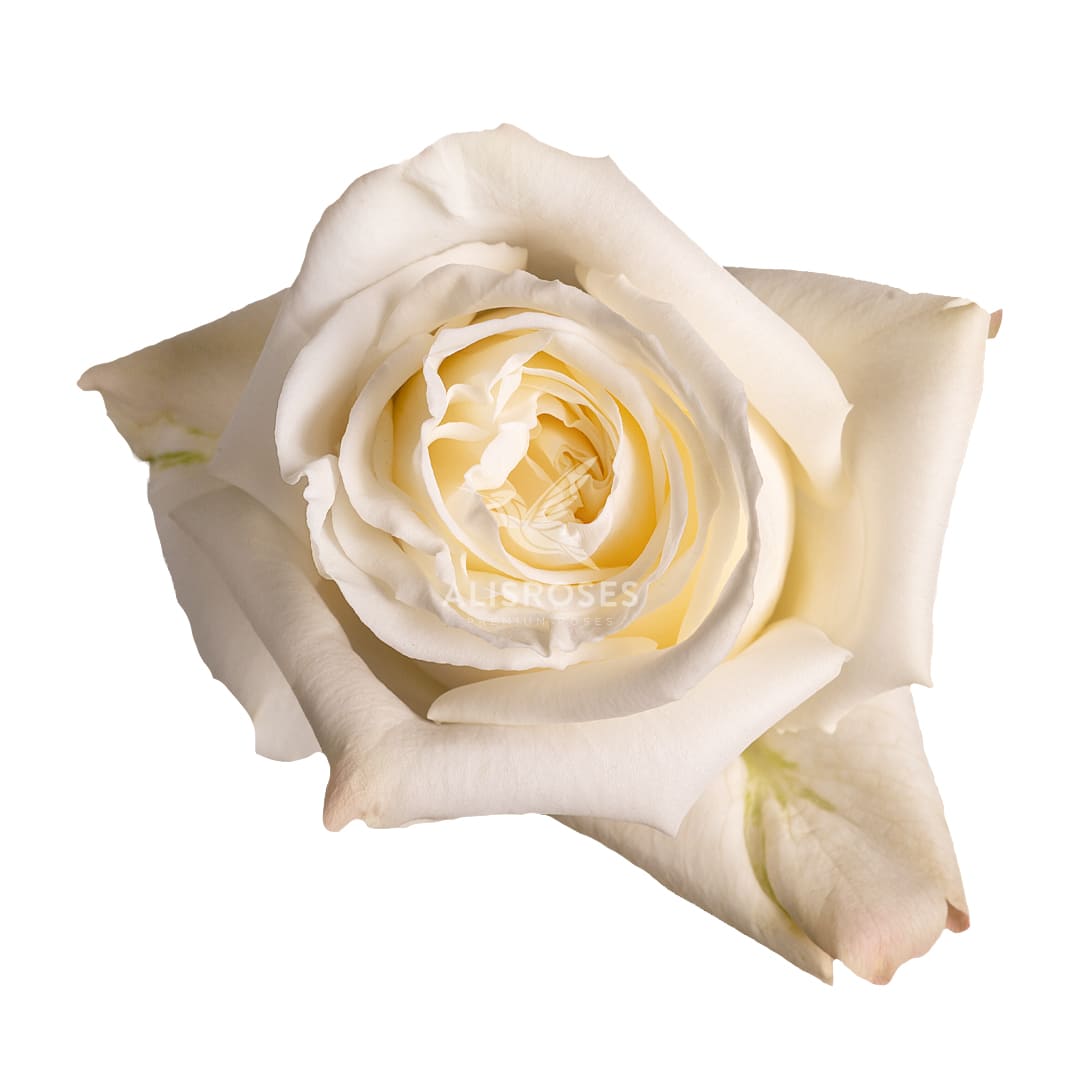 Blanca Praw · Rosas