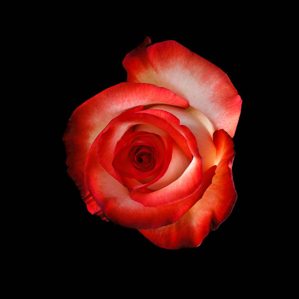 Blush · Rosas