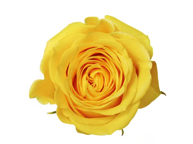 Brighton · Rosas