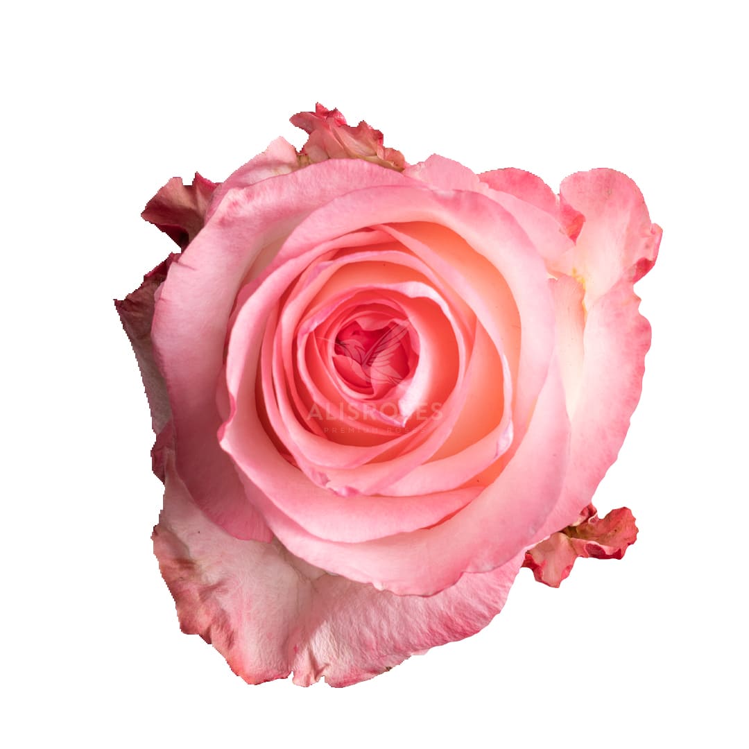Bulevar · Rosas