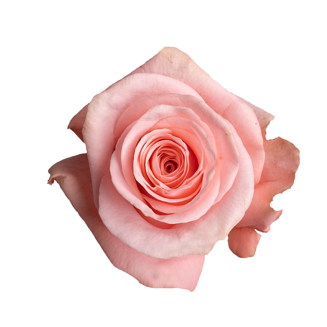 Caricia · Rosas