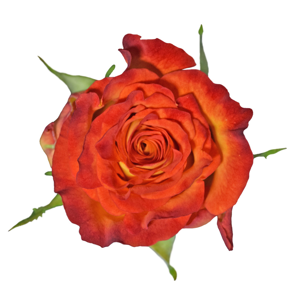 Circus · Rosas