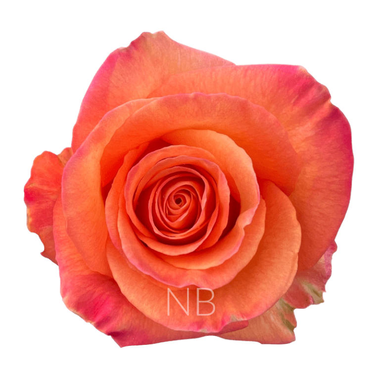 CoFident · Rosas