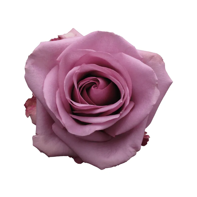 Cool Water · Rosas