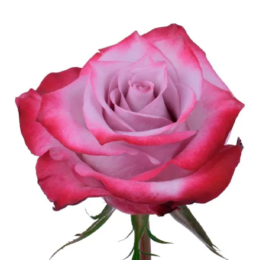 Deep Purple · Rosas