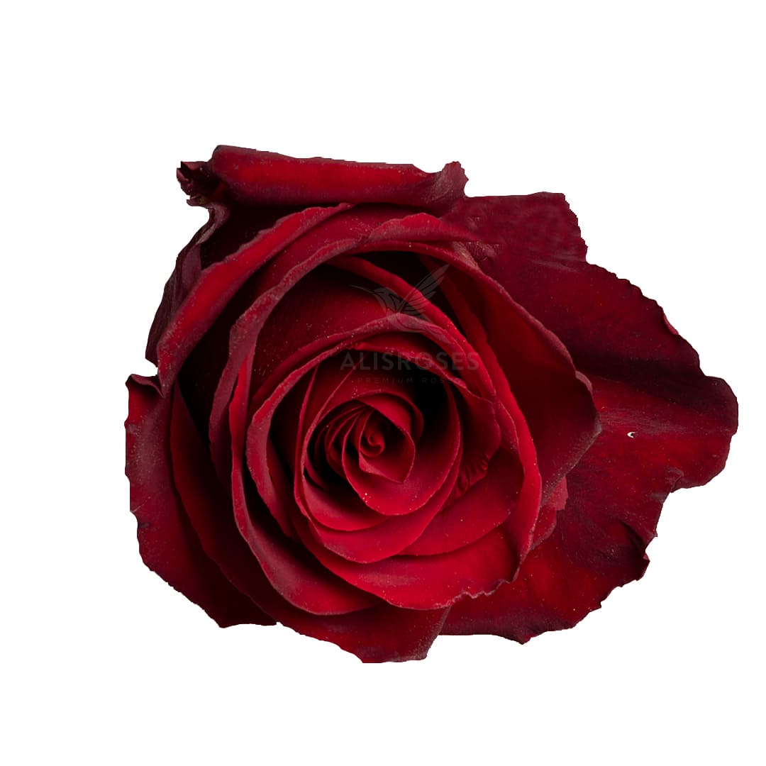 Explorer · Rosas