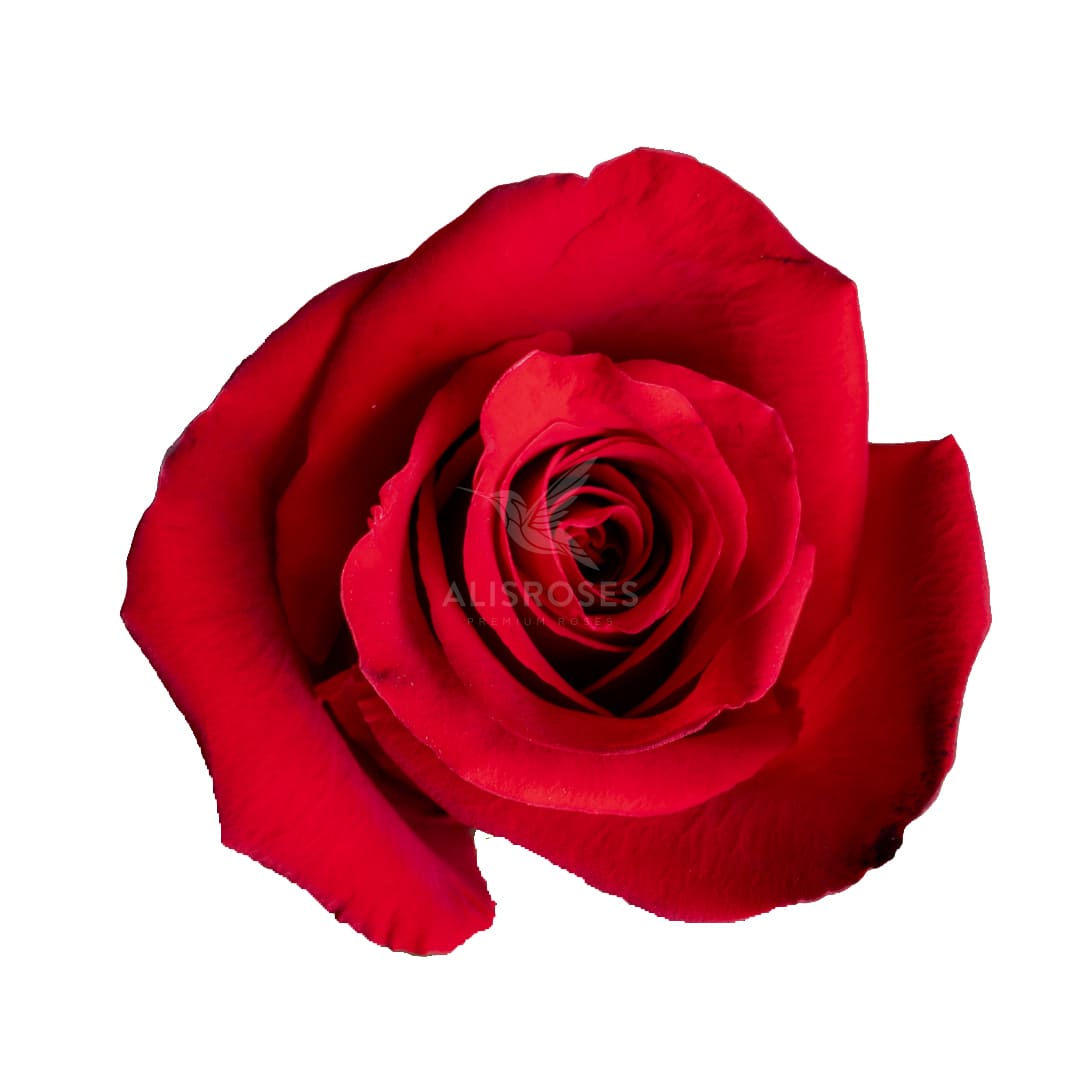 Freedom · Rosas