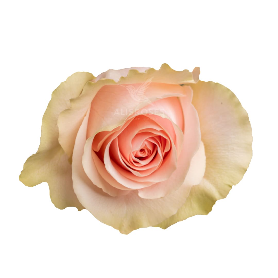 Froteto · Rosas