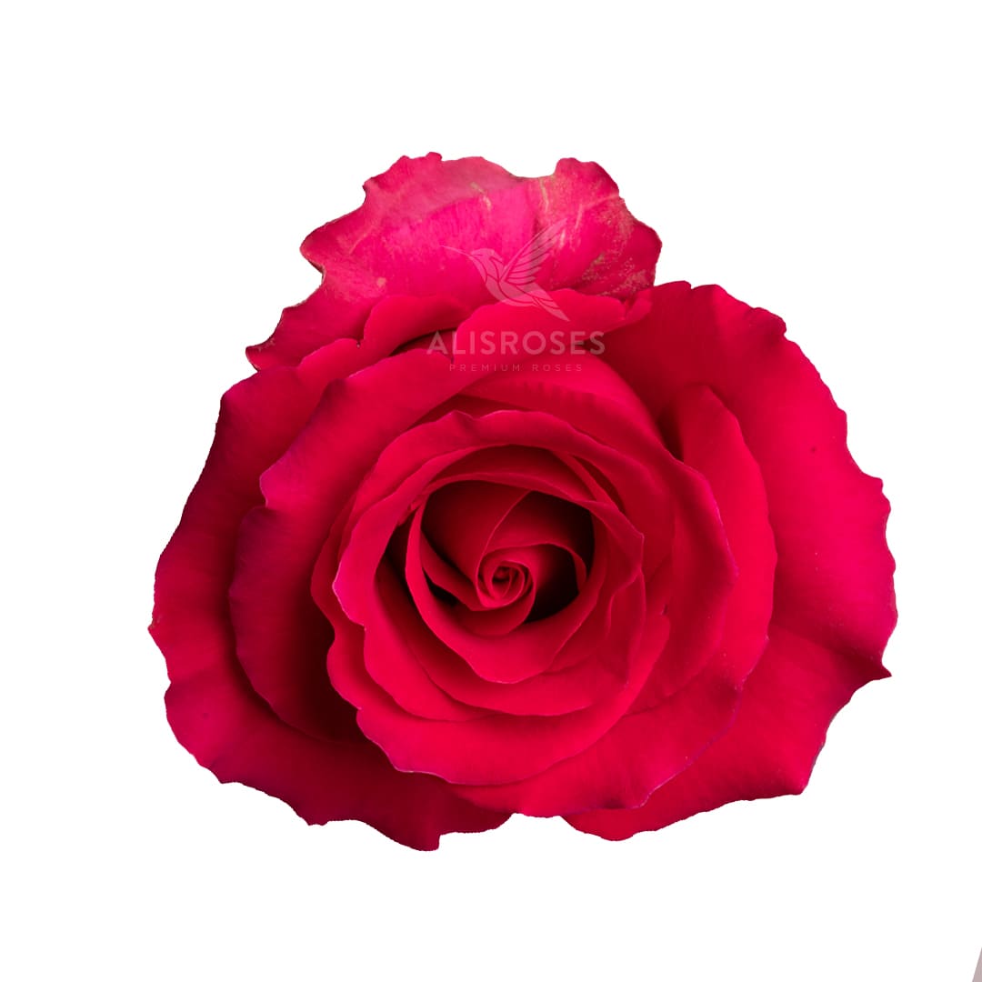 Gotcha · Rosas