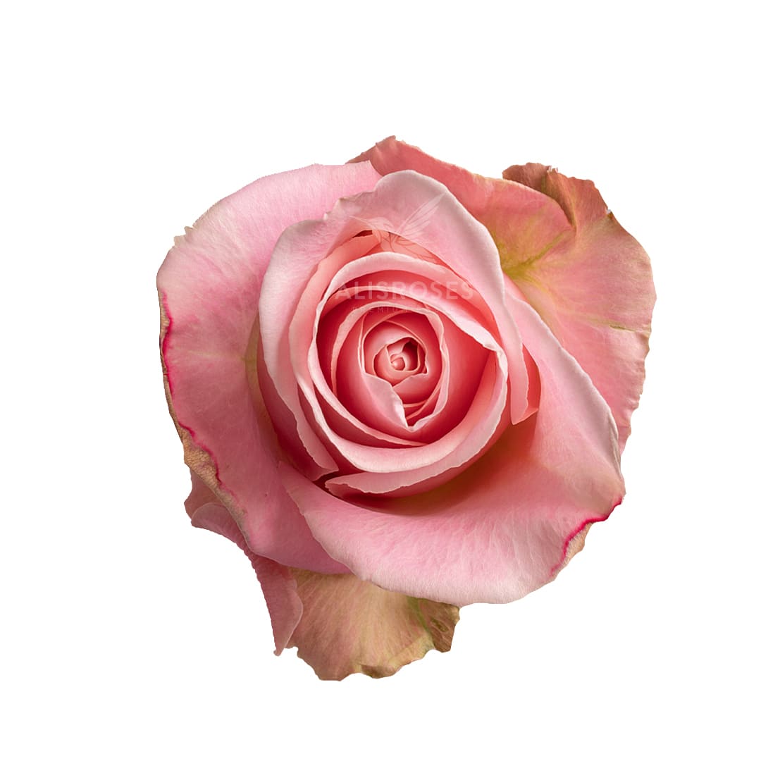 Hermosa · Rosas