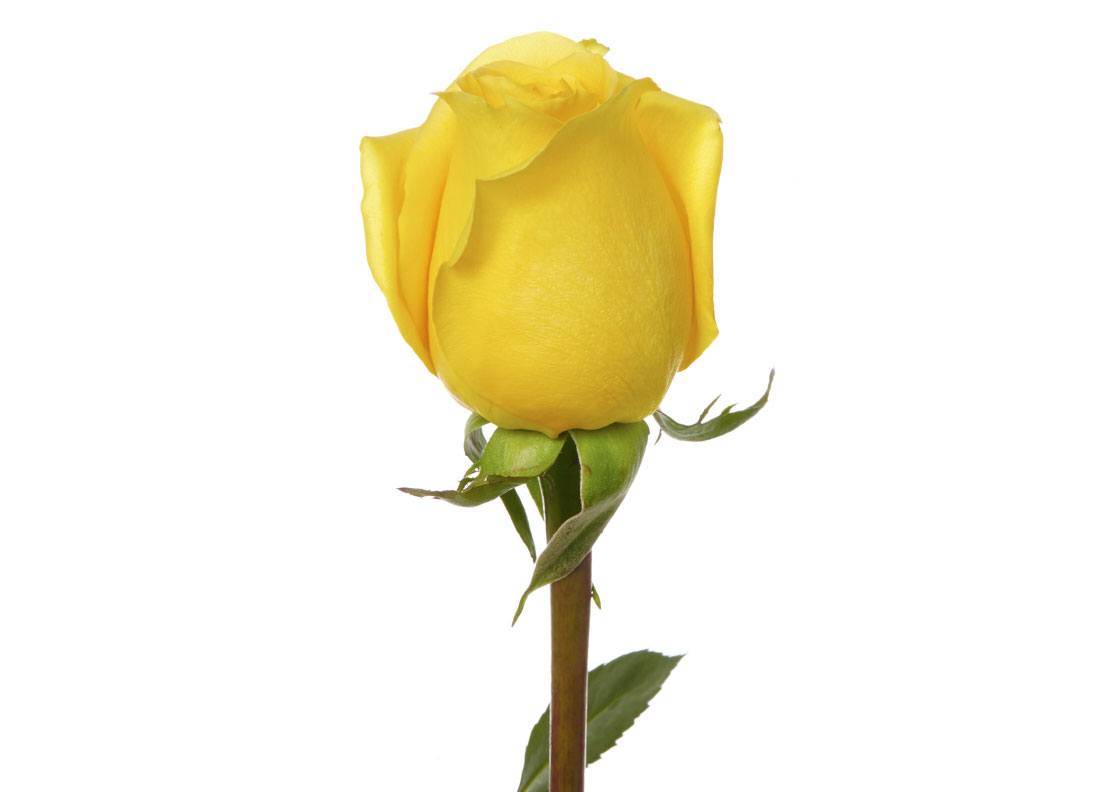 Hummer · Rosas