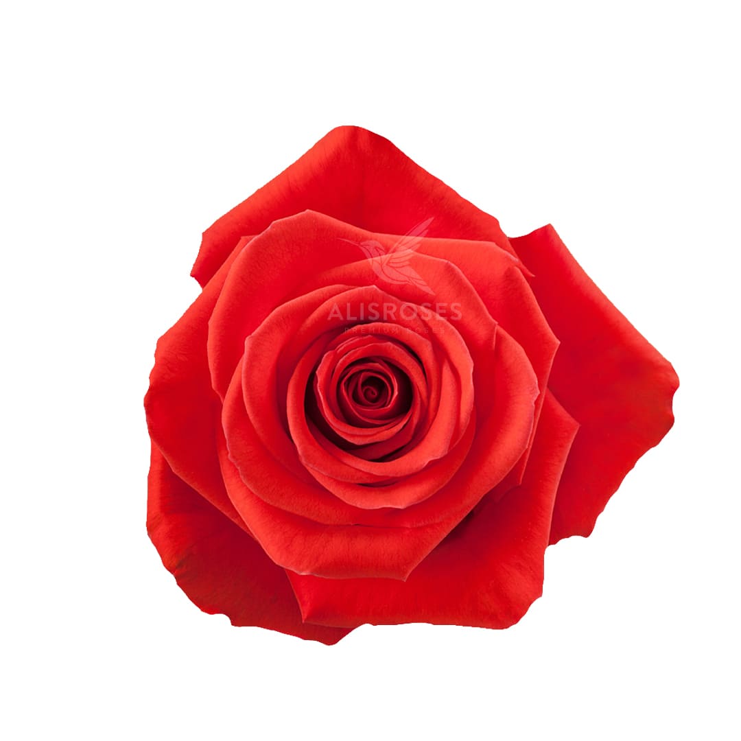 Litzi · Rosas