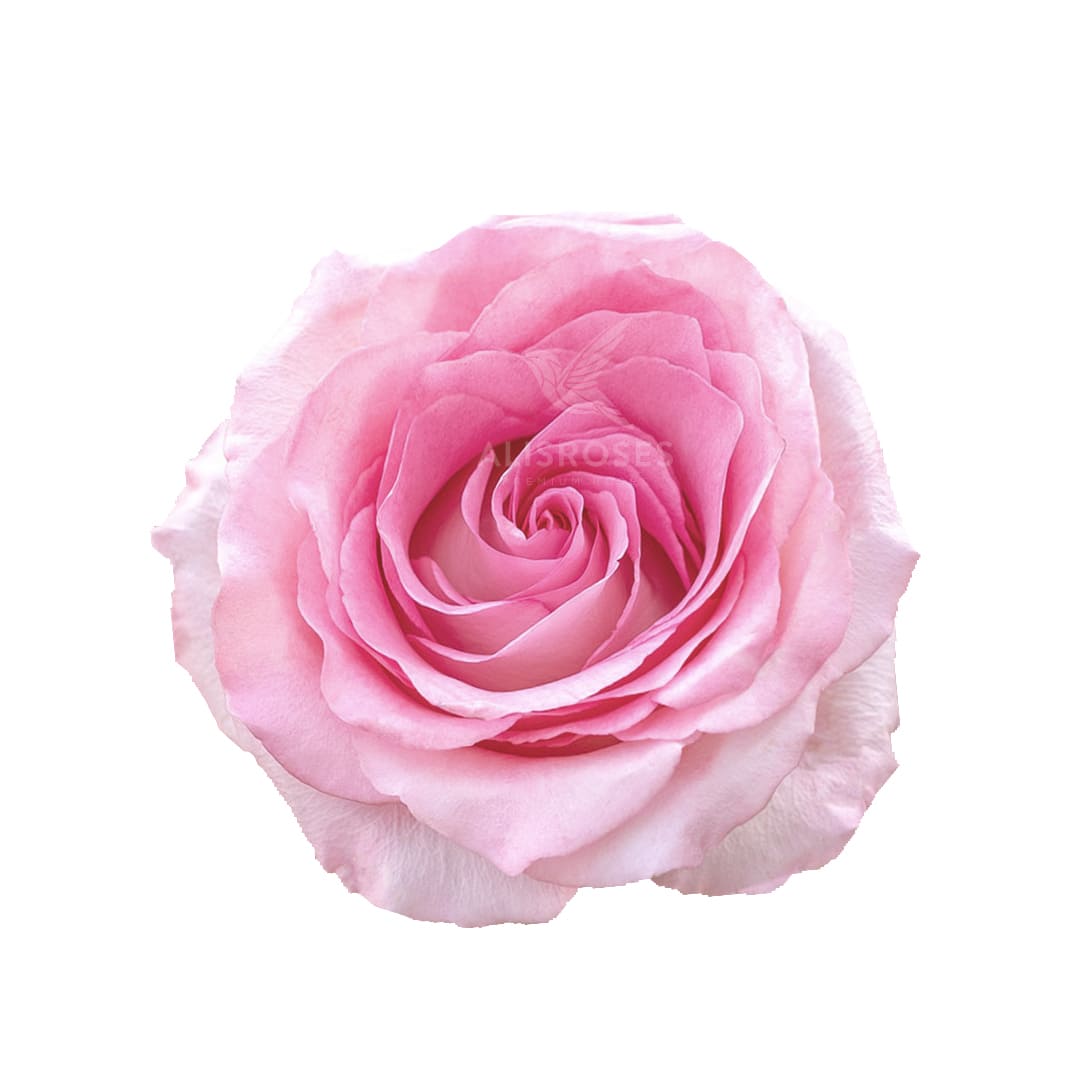 Mándala · Rosas