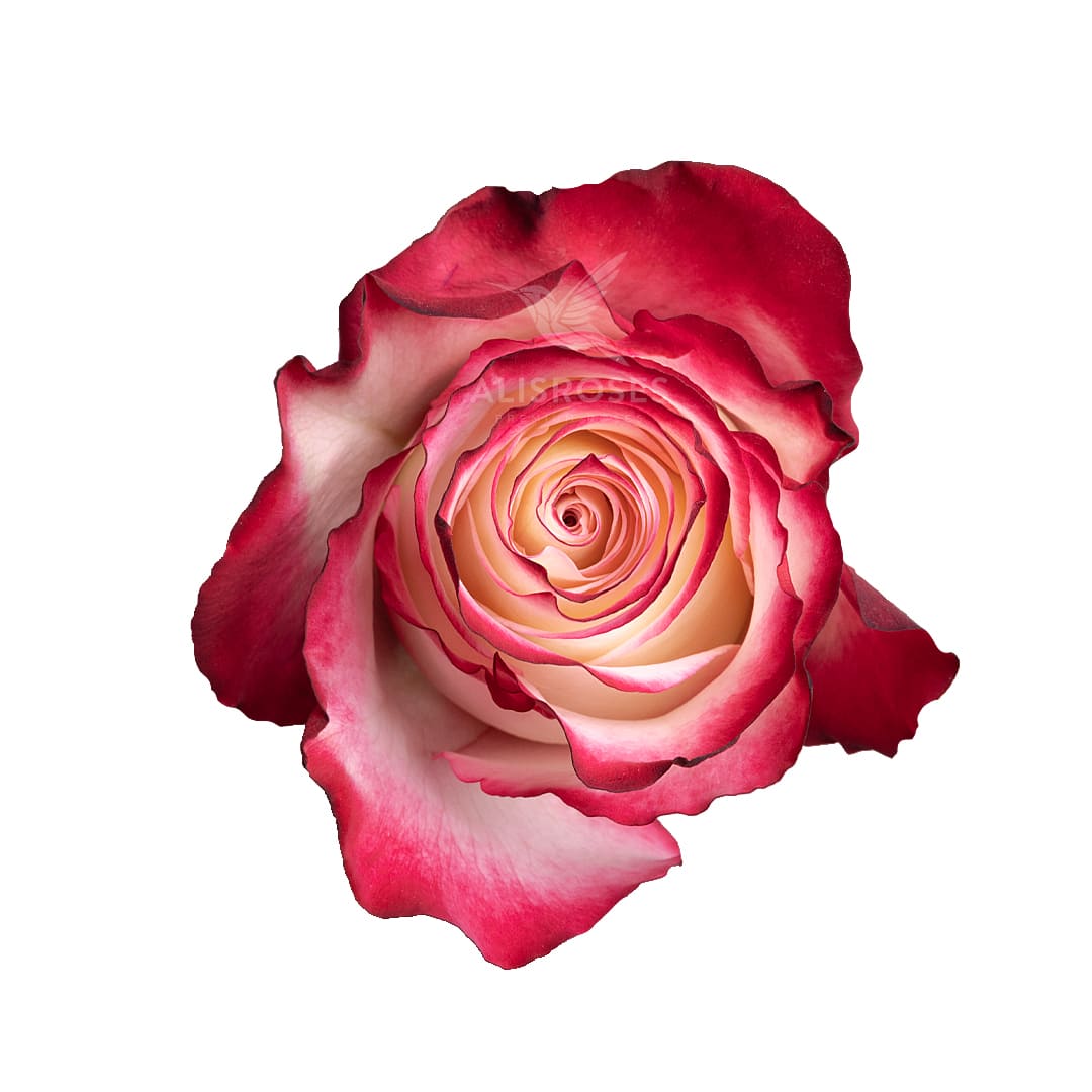 Meliza · Rosas