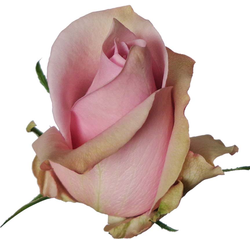 Nautica · Rosas