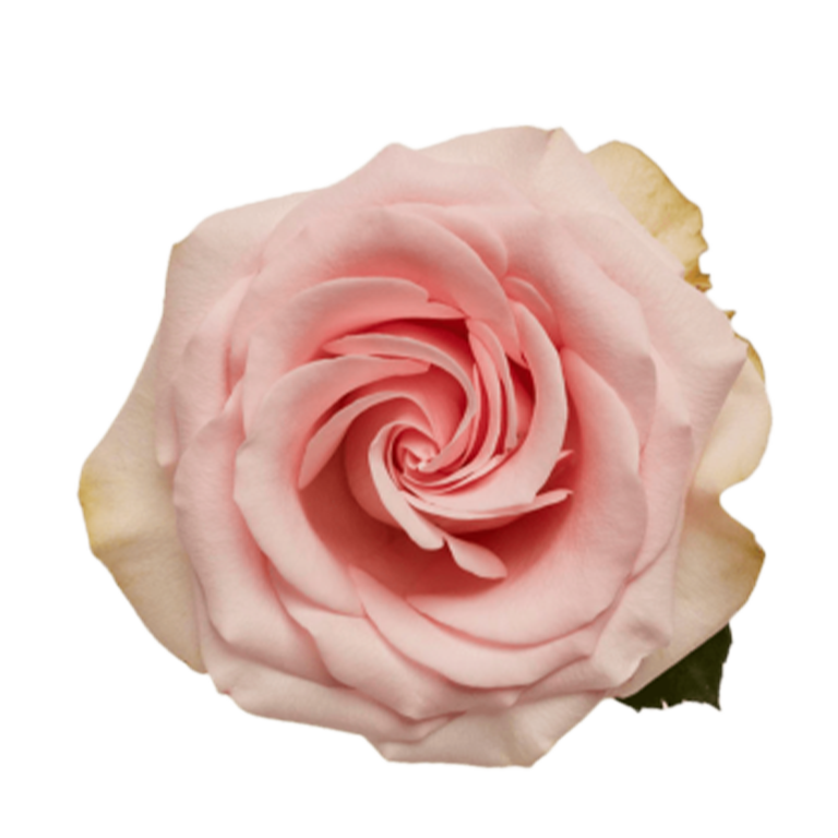 Novia · Rosas