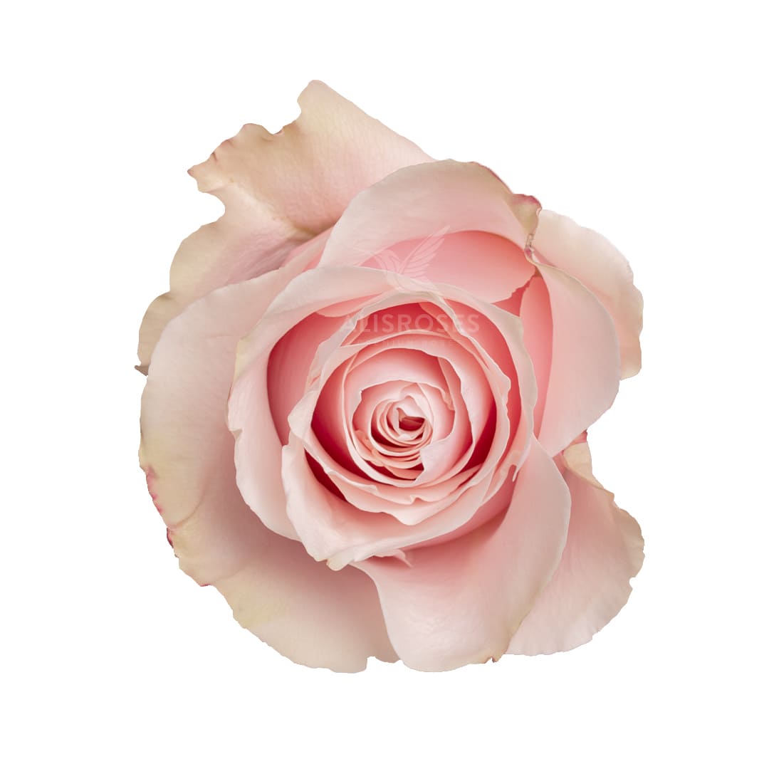 Pink Mondial · Rosas