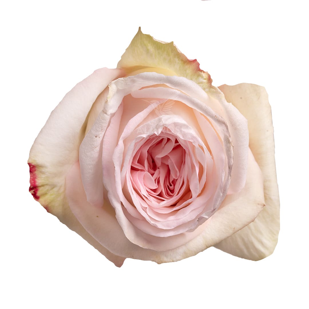 Poma Blanca · Rosas