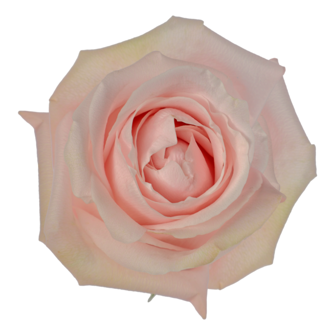 Poma Rosa · Rosas