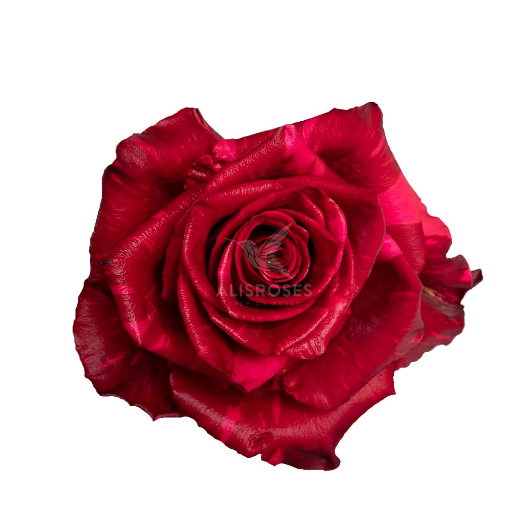 Red Corona · Rosas