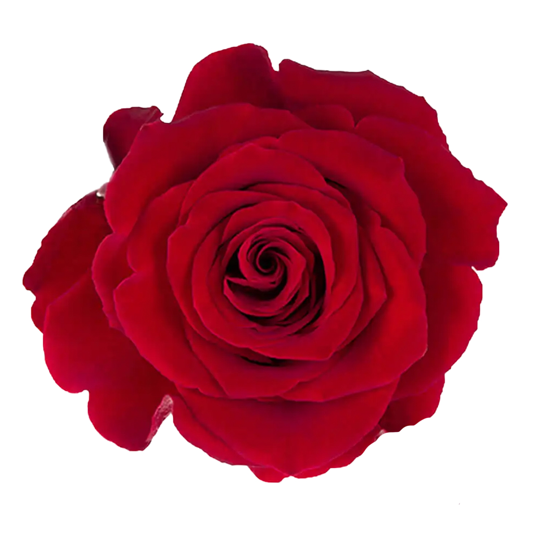 Rock Start · Rosas