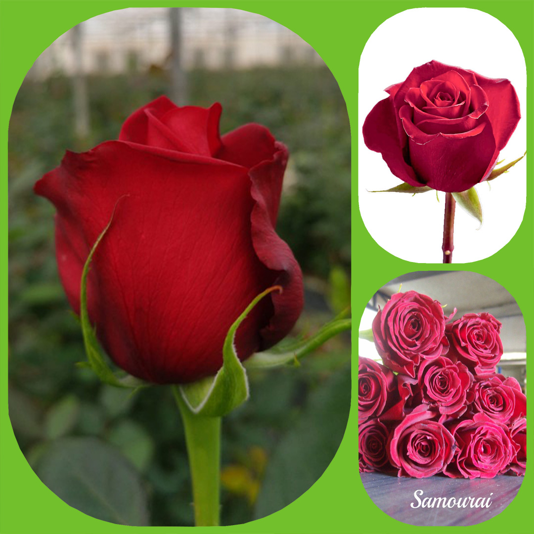 Samuray · Rosas