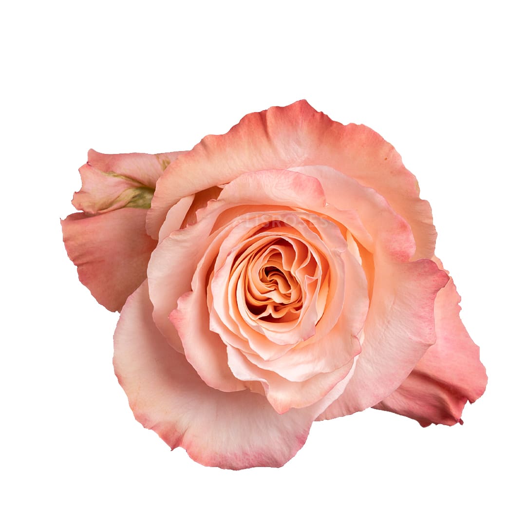 Shimer · Rosas