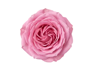 Switt · Rosas