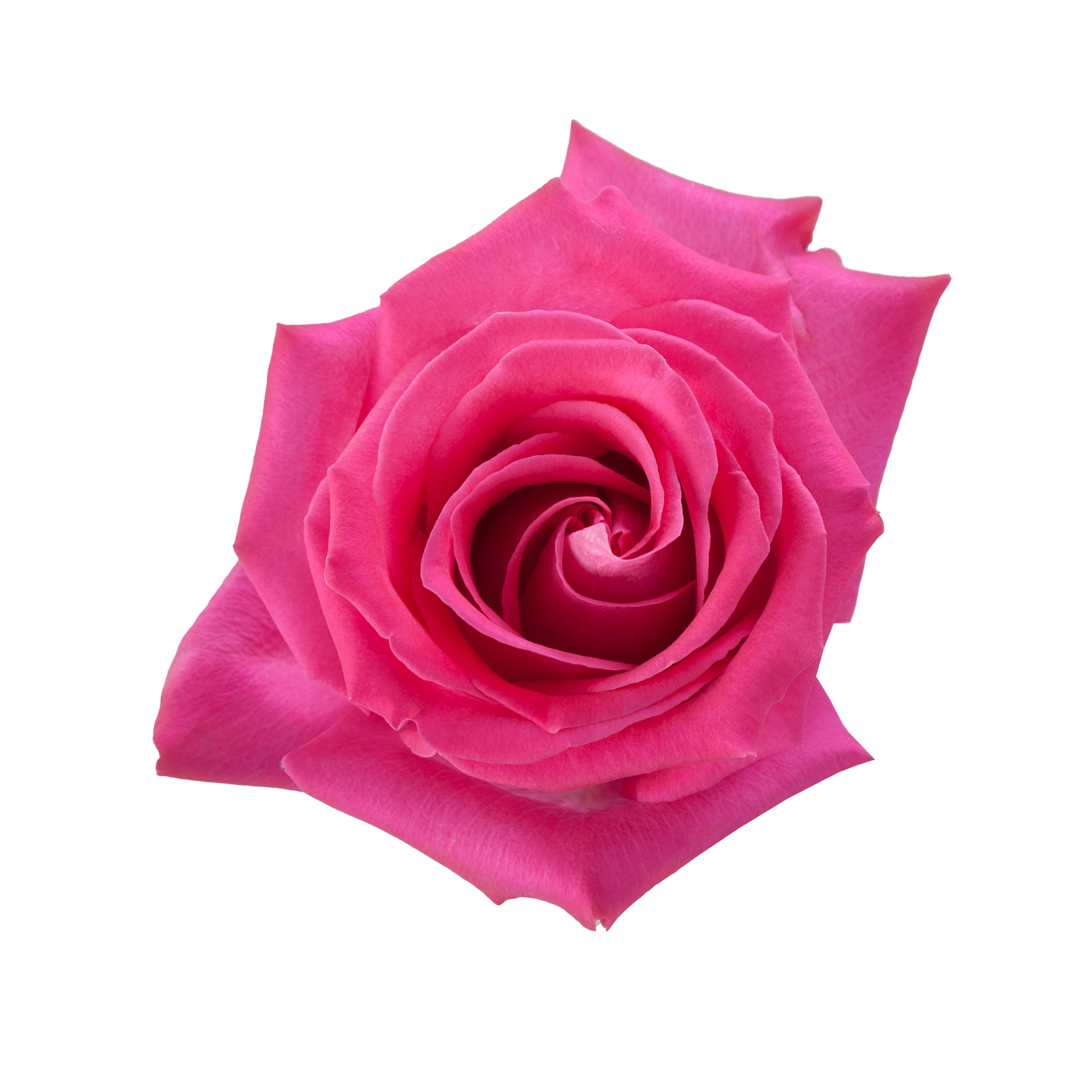 Topaz · Rosas